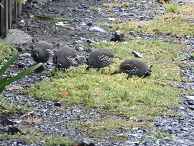 capepalliser12